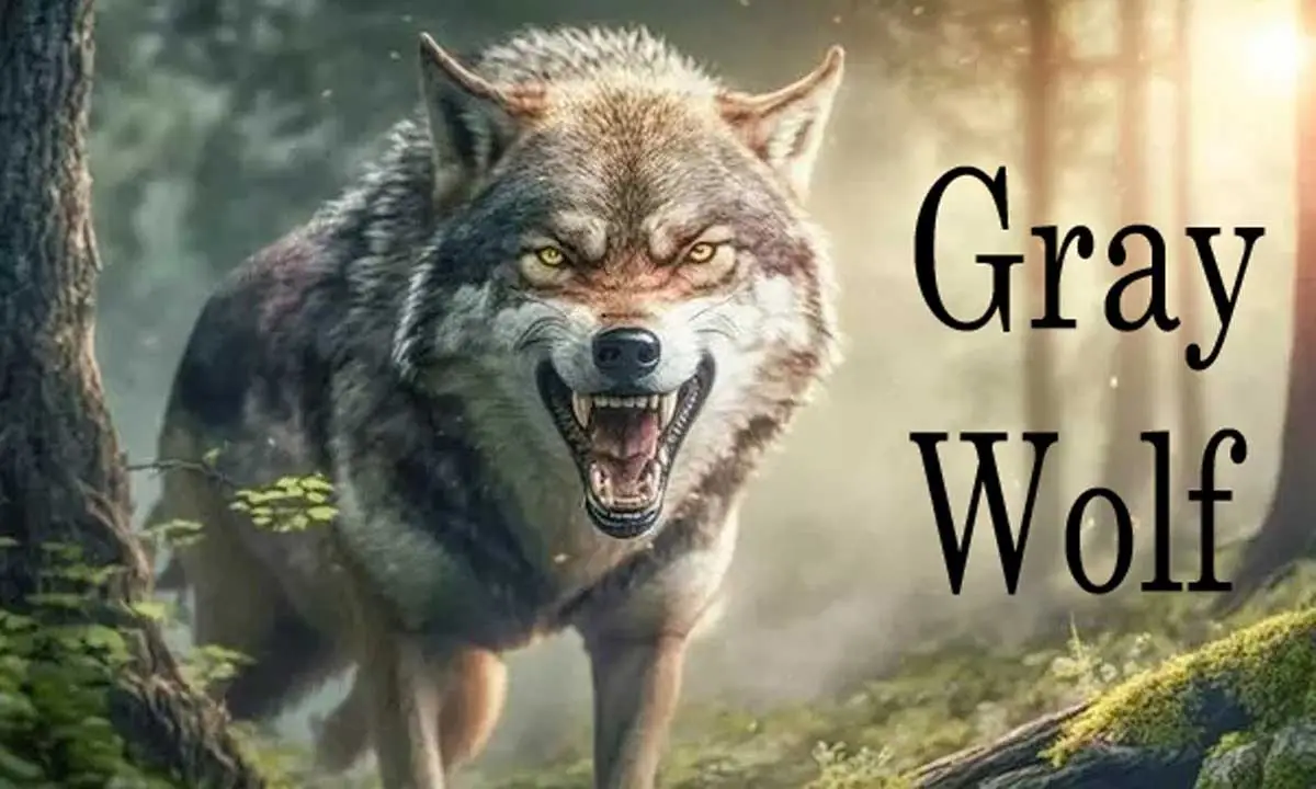 Gray Wolf